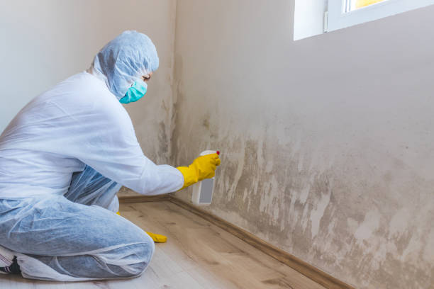 Licensed Black Mold Removal service in Sharon, PA - WQB Mold Removal