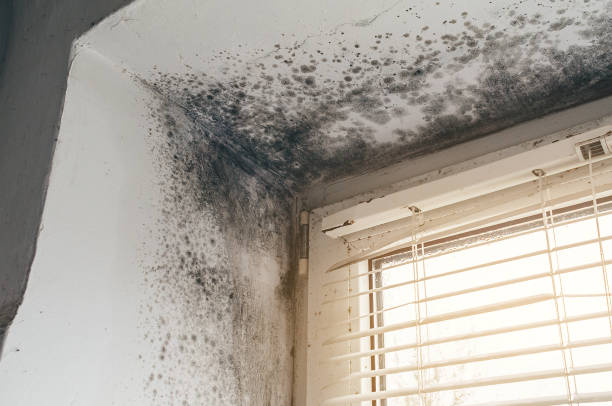 Affordable Black Mold Removal solutions in Sharon, PA