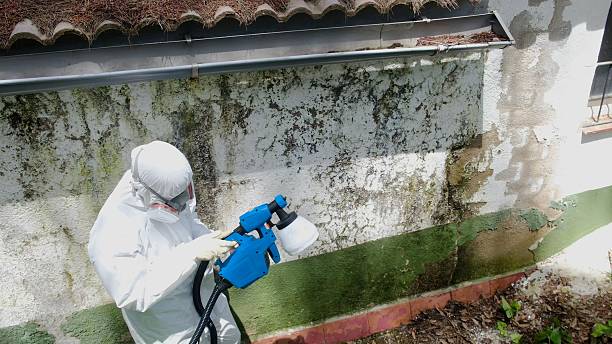 Top rated local Black Mold Removal specialists in Sharon, PA